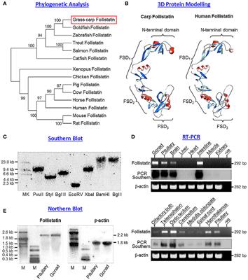 Grass Carp Follisatin: Molecular Cloning, Functional Characterization, Dopamine D1 Regulation at Pituitary Level, and Implication in Growth Hormone Regulation